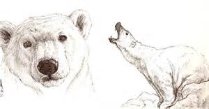 300x156 Polar Bear Drawing