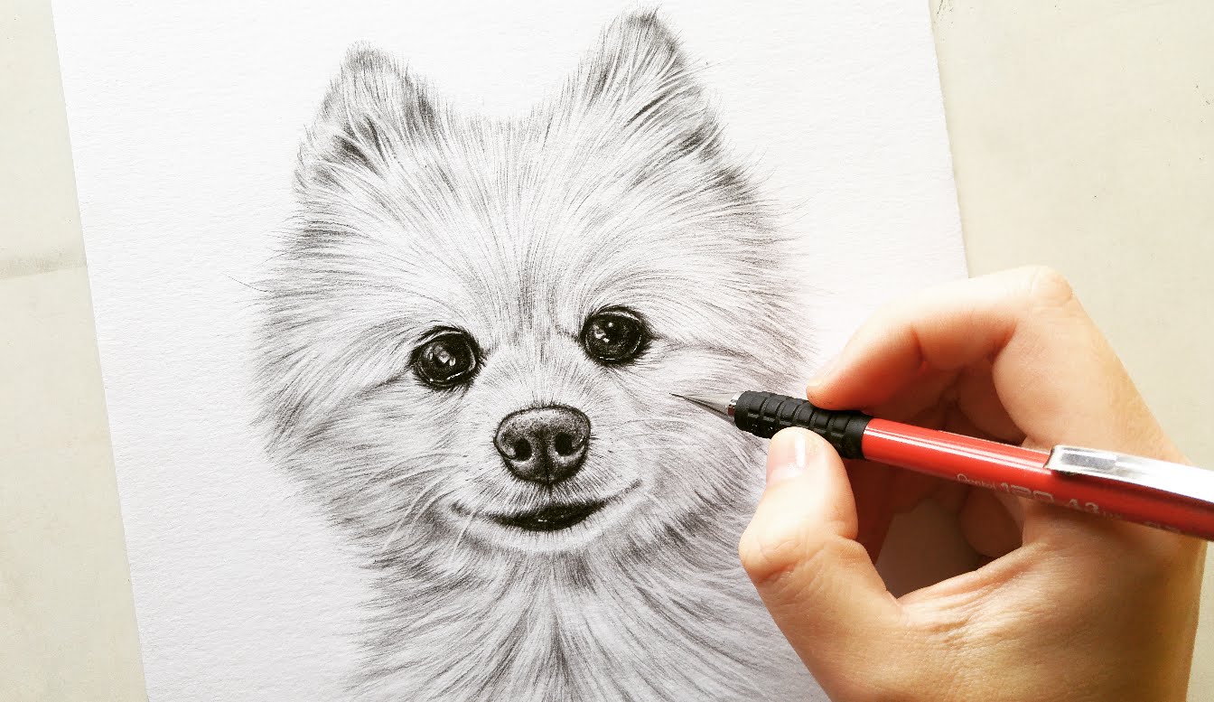 1344x777 Drawing Pomeranian Dog Cotton