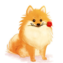 250x250 Pomeranian Drawing, Pencil, Sketch, Colorful, Realistic Art Images