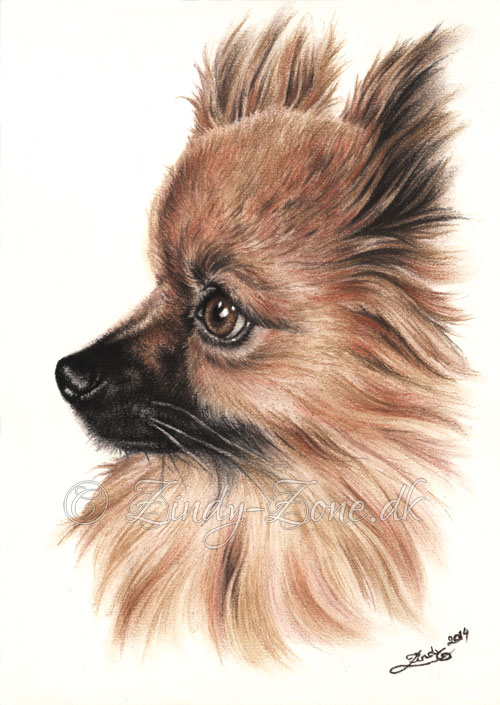 500x705 Pomeranian Portrait By Zindy