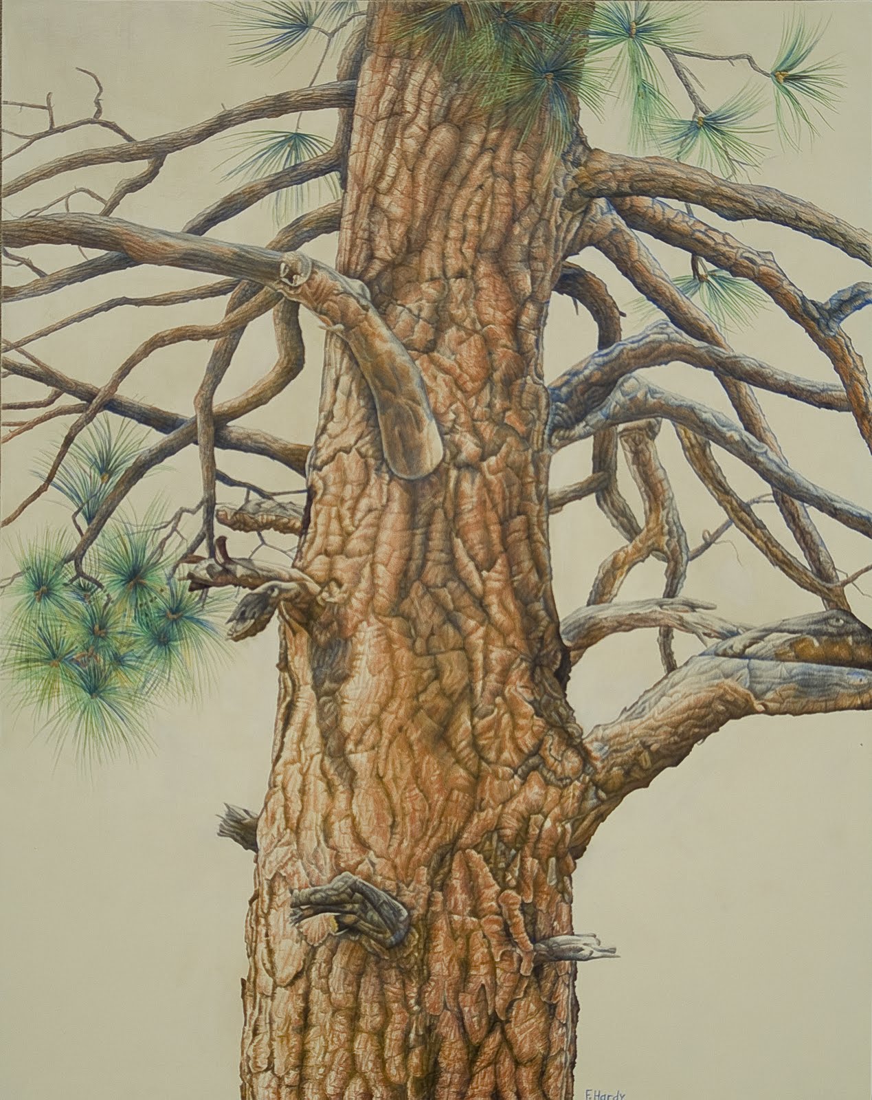 Ponderosa Pine Drawing at GetDrawings Free download