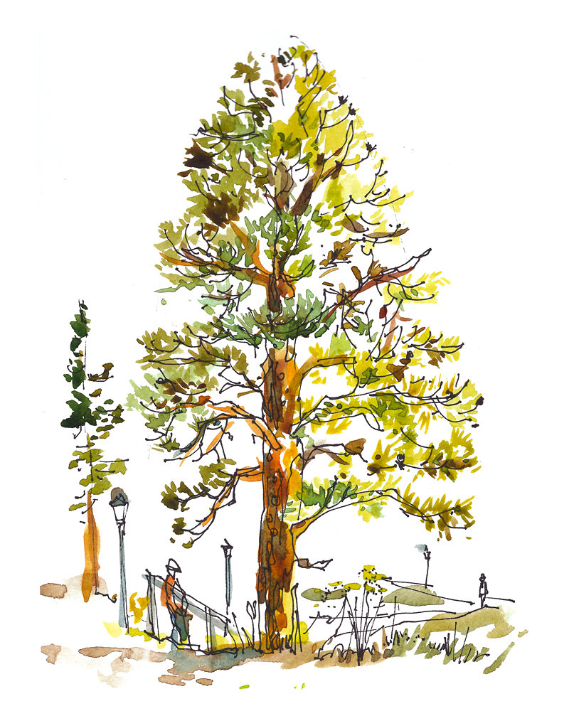 800x1000 Top Simple Pine Cone Drawing Drawing Images