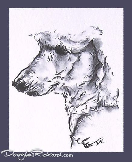 436x532 Poodle Drawing