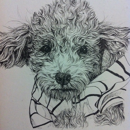 500x500 Toy Poodle Drawing By Kate Wonderland99