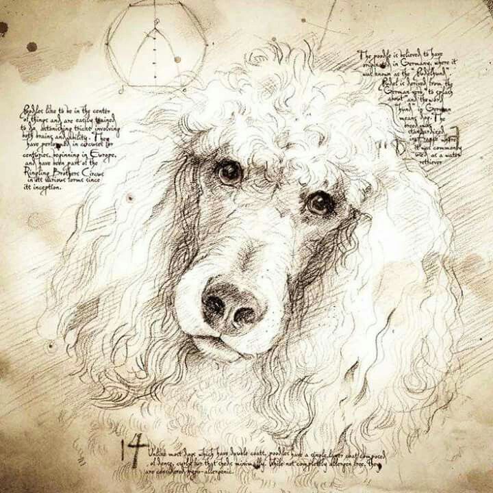 720x720 Poodle Da Vinci Style Thoughts Dogs Are People Too!