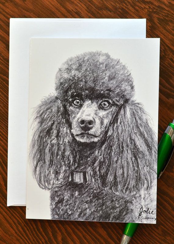 570x798 Poodle Drawing Greeting Card 5x7 Standard Poodle Art By Esart
