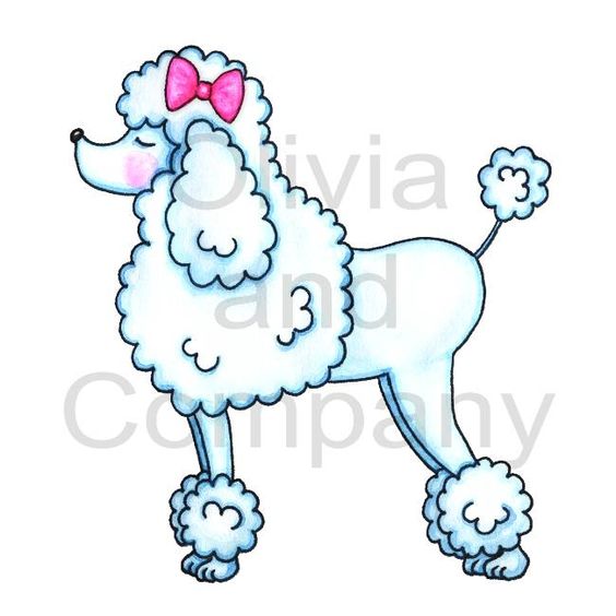 564x564 Pink Poodle Drawing Poodle With Pink Bow Chien Or Chienne