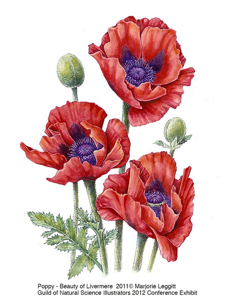 Poppies Drawing at GetDrawings | Free download
