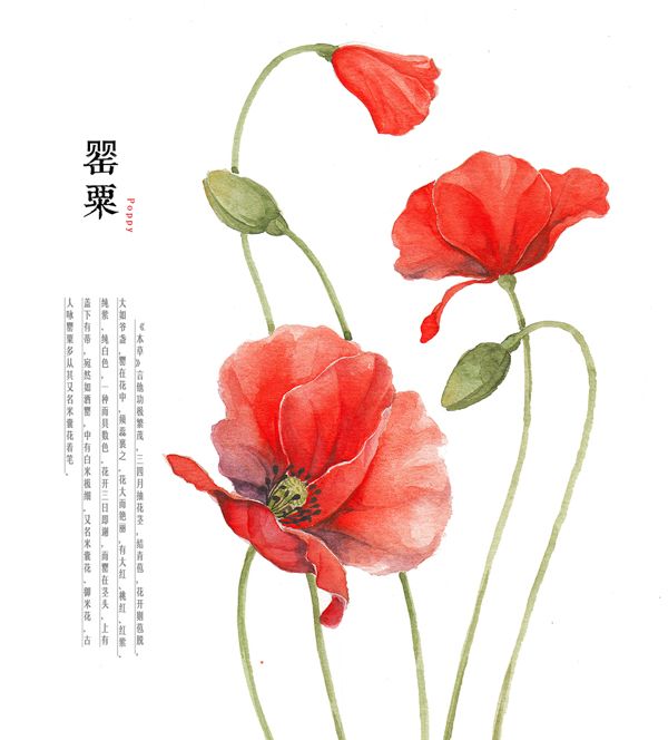 600x664 Water Colour Flower On Illustration Served Botanical Drawings