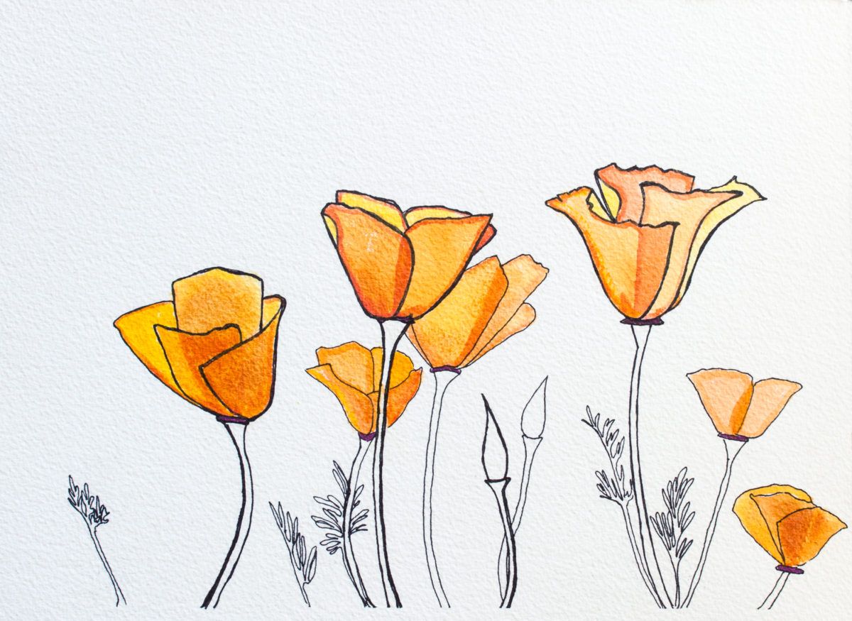 1200x875 Image Result For Stylized California Poppy Drawing Playground