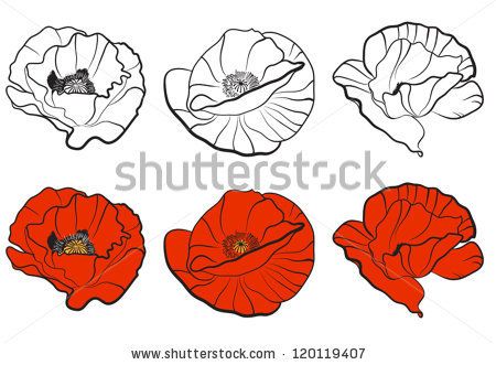 450x331 Three Different Bud Of Poppy. Template For Your Design By Oksana