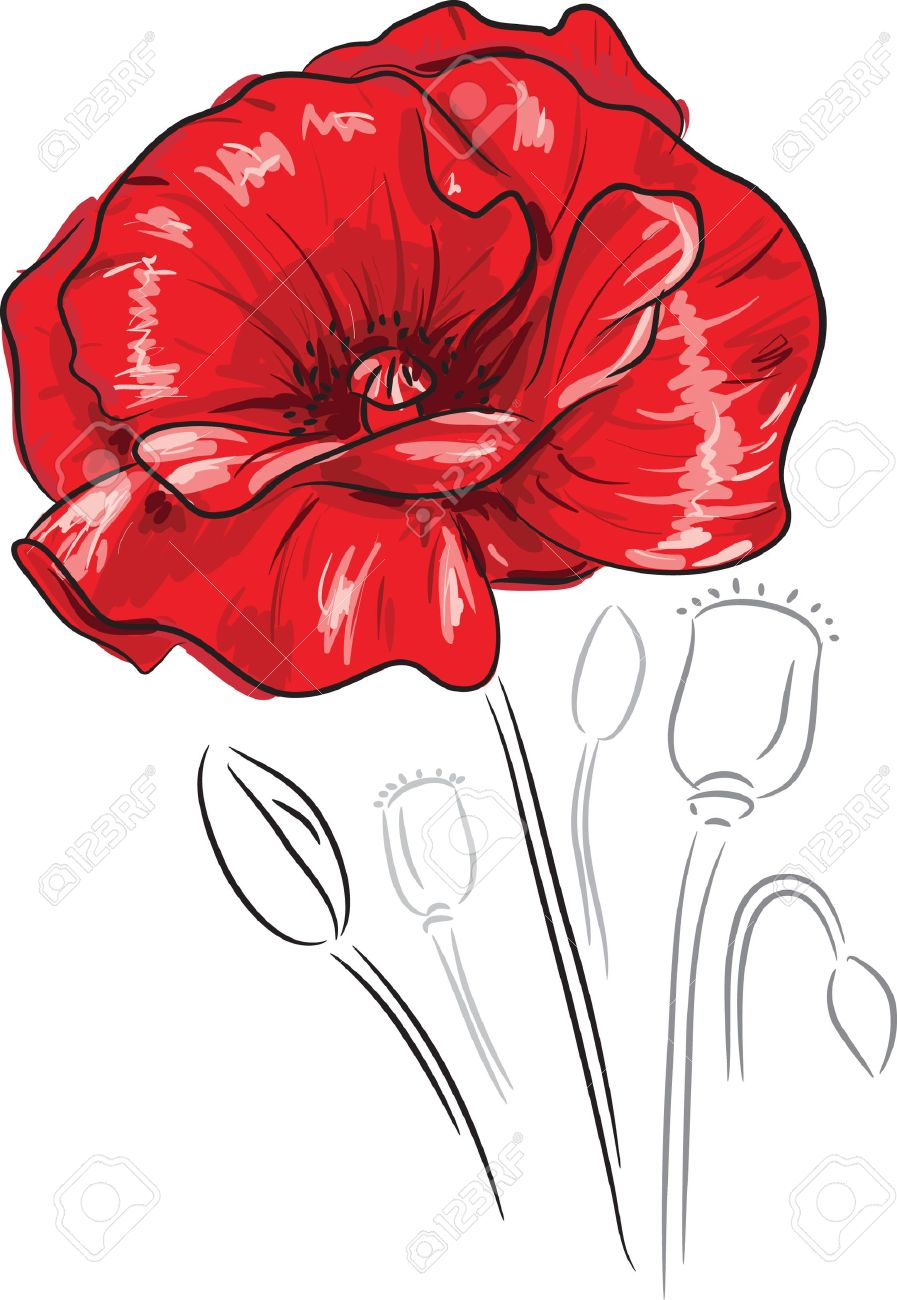 897x1300 Compromise Drawing Of Poppy Flower Sketch Drawing Art