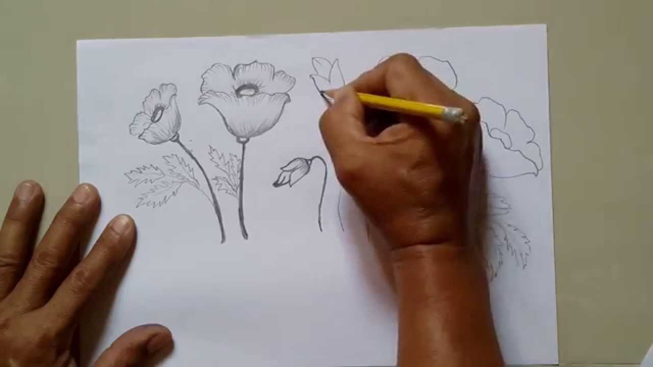 1280x720 How To Draw A Poppy Flower Easy Drawing Tutorials