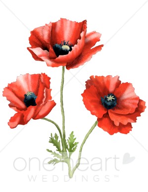 299x388 Poppy Flower Drawing Three Poppies Clipart Flower Clipart