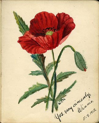 324x400 Poppy Flower Drawing Drawings Poppy Flowers Pic 2