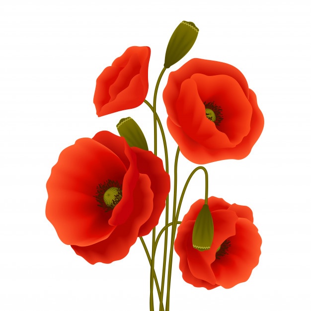 626x626 Poppy Vectors, Photos And Psd Files Free Download