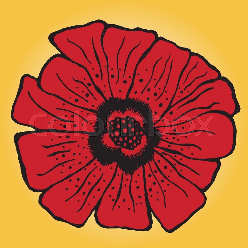 800x800 Poppy Flower Close Up, Hand Drawing. Floral Elements For Design