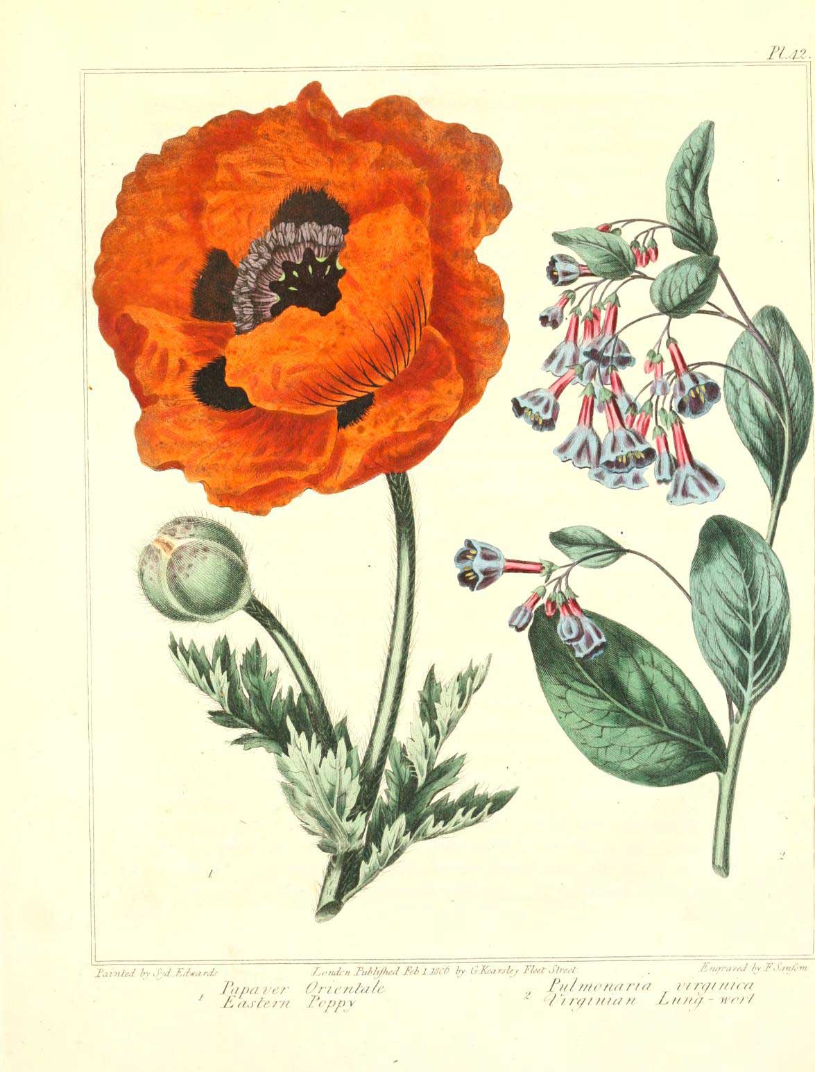 1175x1546 Botanical Poppy Flower Drawing Free Vintage Botanical Art Plant