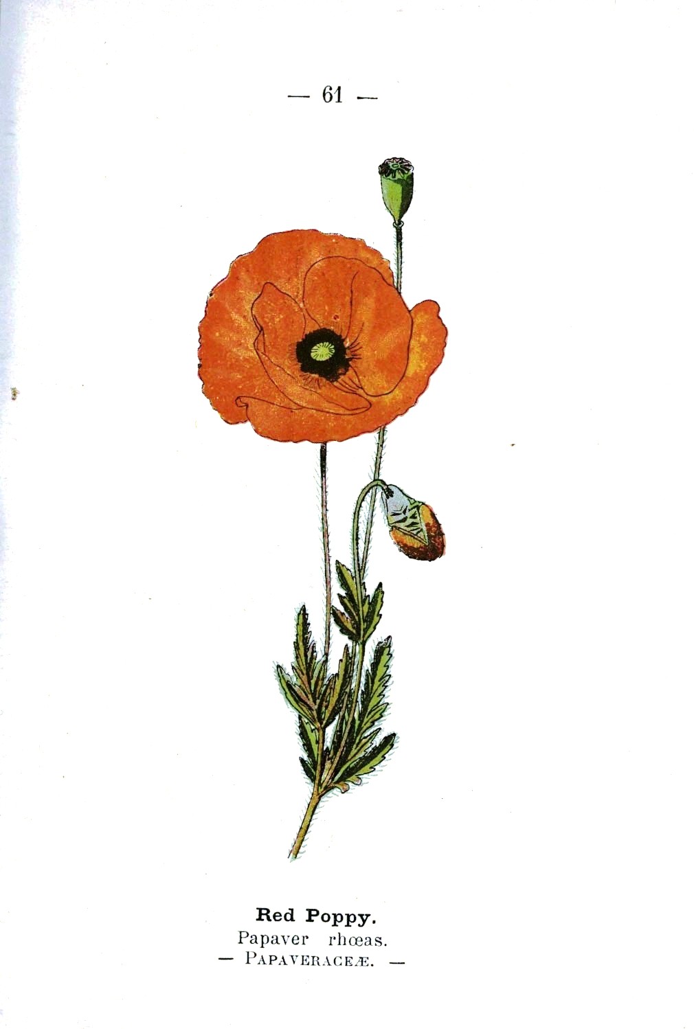 Poppy Flower Scientific Drawing at GetDrawings.com | Free for personal