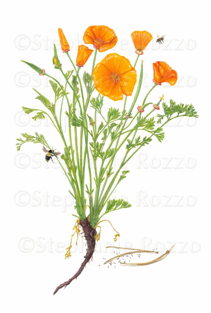 674x1000 California Poppy Artists' Blogs Medical Illustration Sourcebook