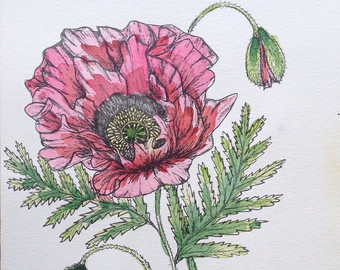 340x270 Poppies Ink Illustration Original Botanical Ink Illustration