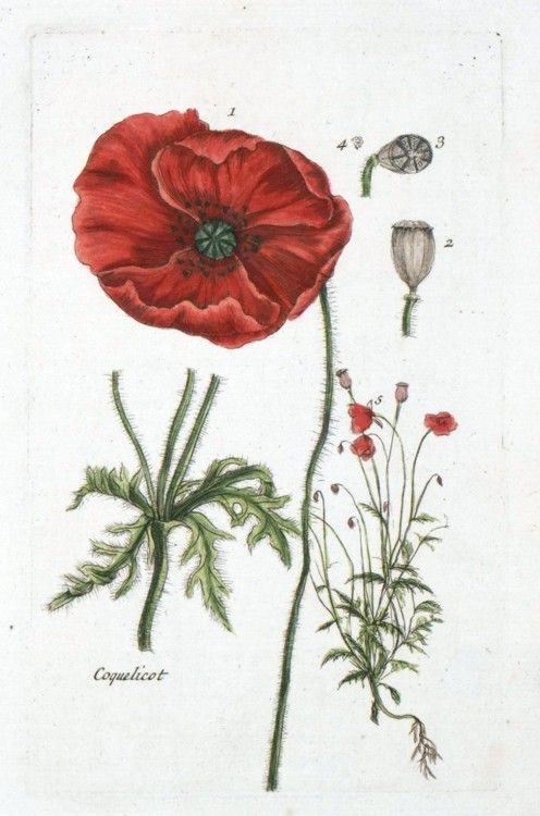 Poppy Flower Scientific Drawing at GetDrawings | Free download
