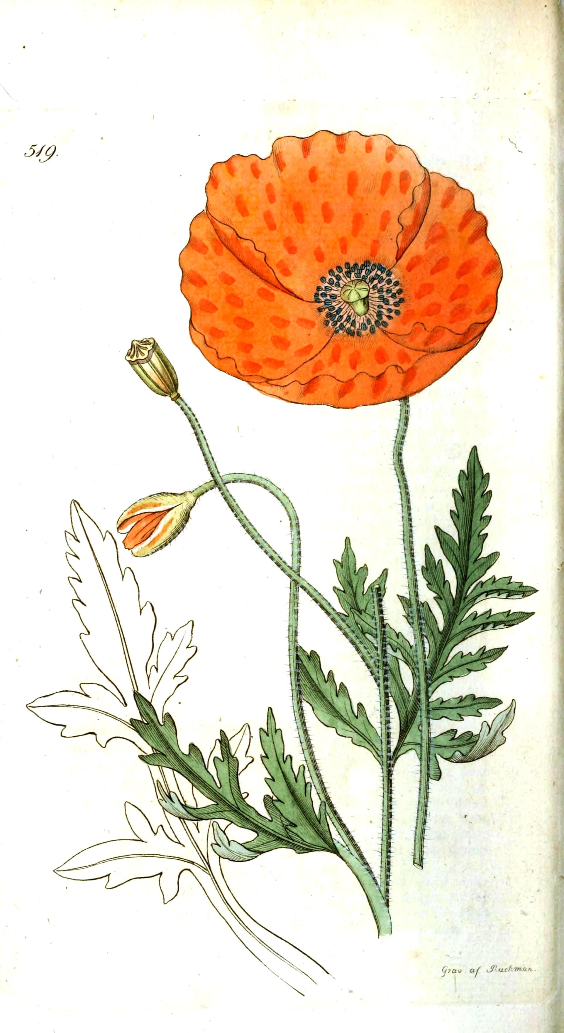 Poppy Flower Scientific Drawing at GetDrawings | Free download