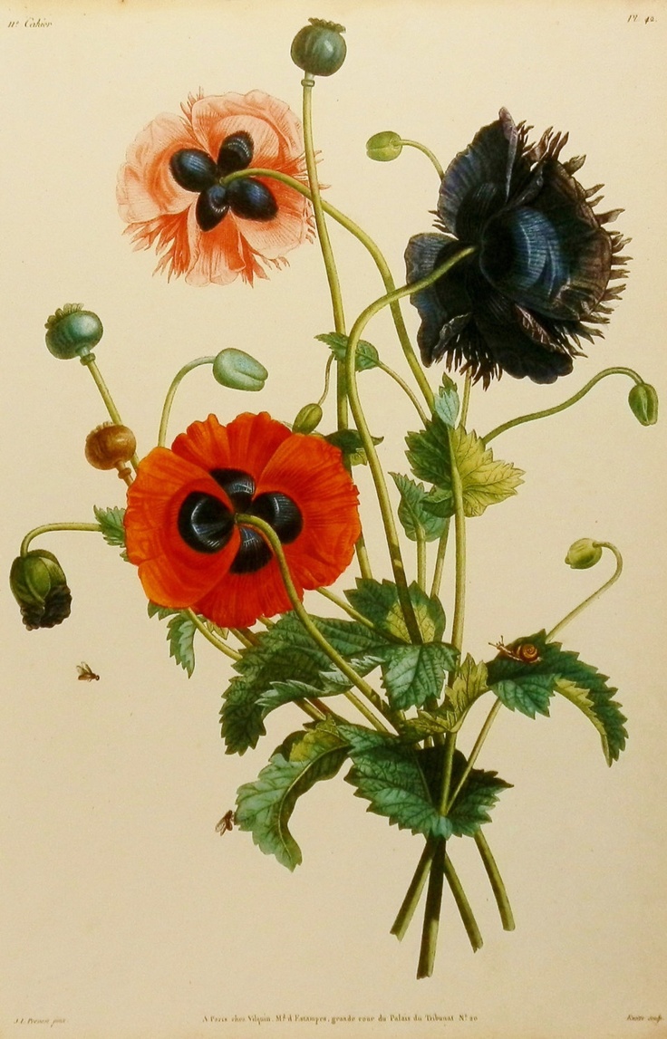 736x1147 Ginger Plant Illustration Vintage