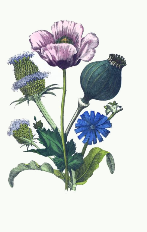 487x768 Drawing Of Teasel, Poppy Amp Chicory Flowers
