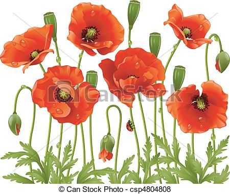 450x380 Poppy Flower Drawing Vector Poppy Flowers