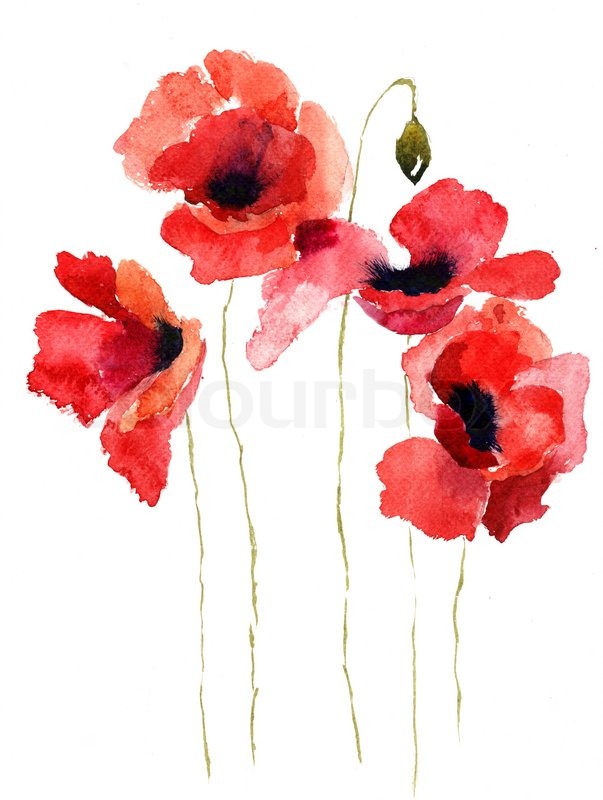 603x800 Stylized Poppy Flowers Illustration Stock Photo Colourbox