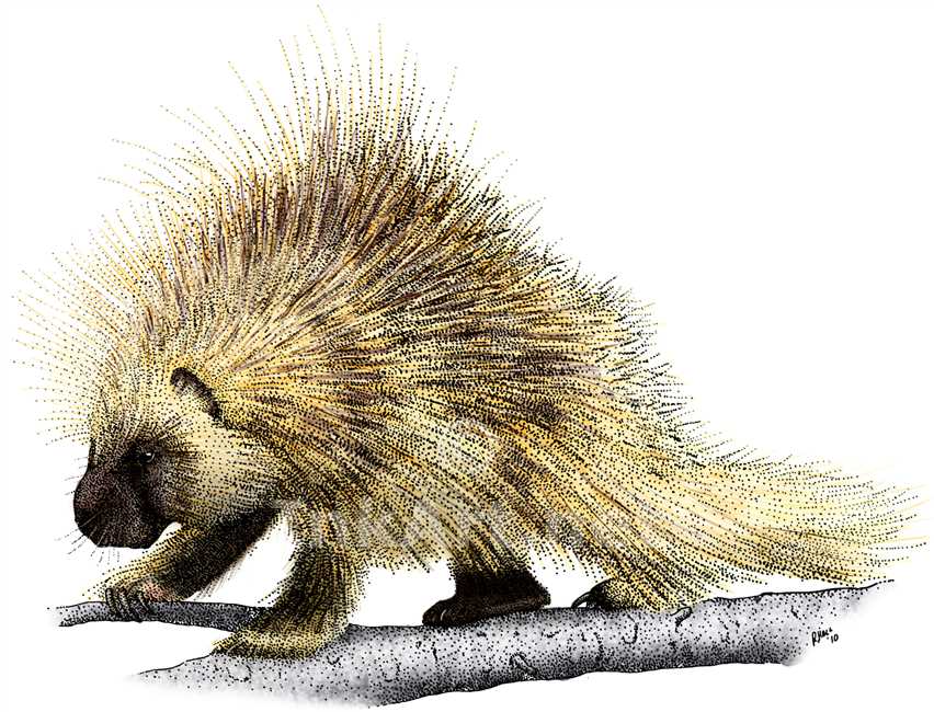 852x650 North American Porcupine Stock Art Illustration