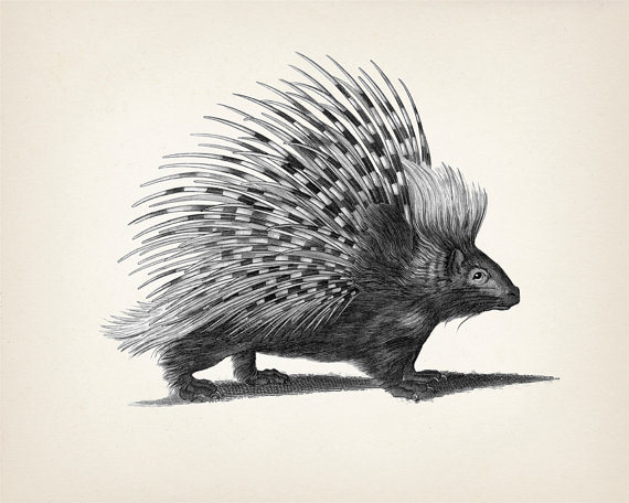 570x456 Porcupine Drawing Fine Art Print Of A Vintage Natural