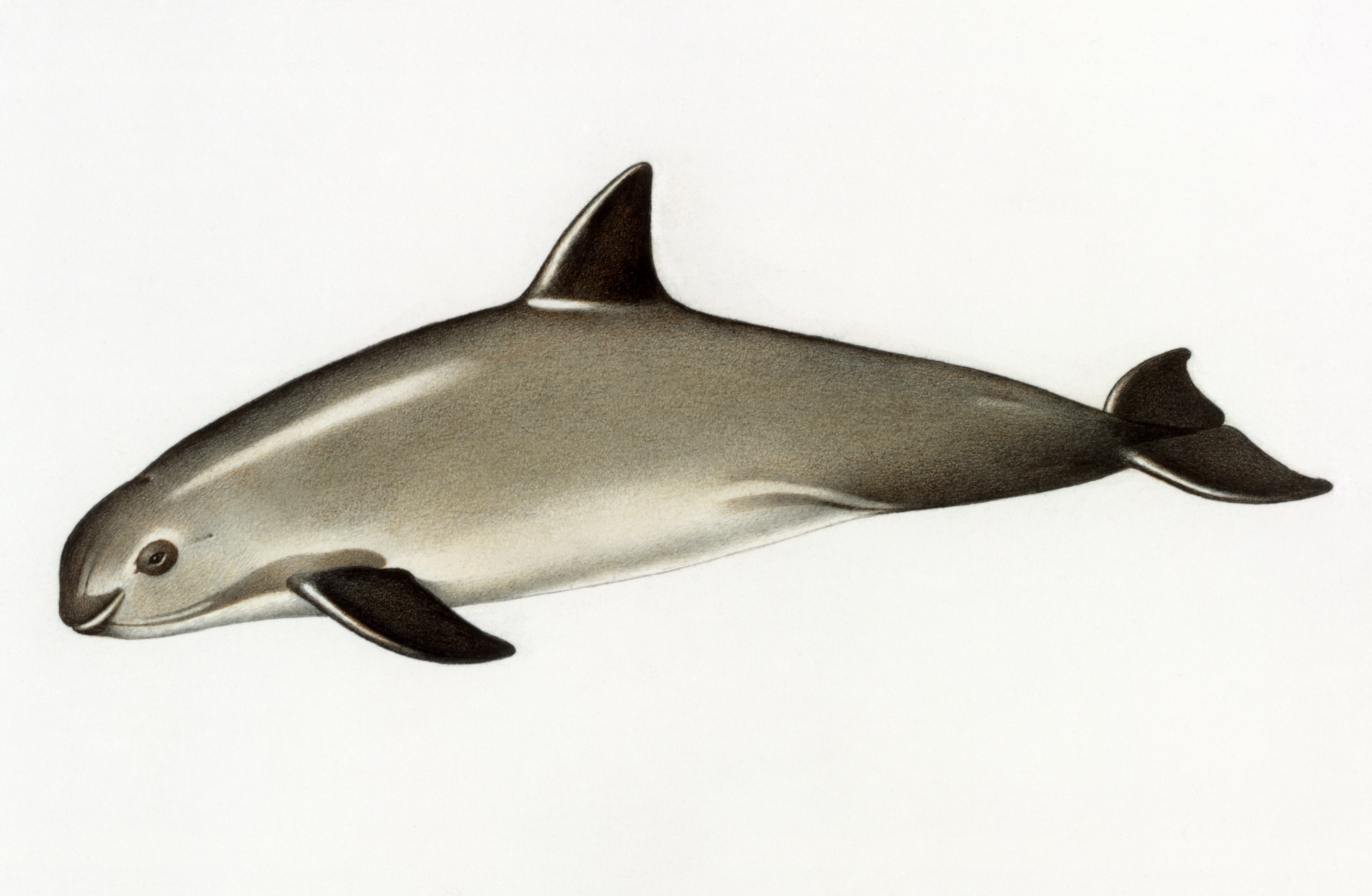 5173x3378 Brink Of Extinction A Technological Approach To Saving The Last