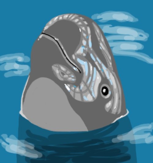 500x535 Porpoise Drawings