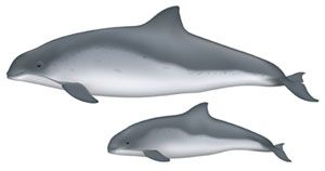 300x158 Porpoises Have Smaller Mouths, Spade Shaped Teeth, Triangular