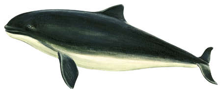 450x189 Stock Illustration