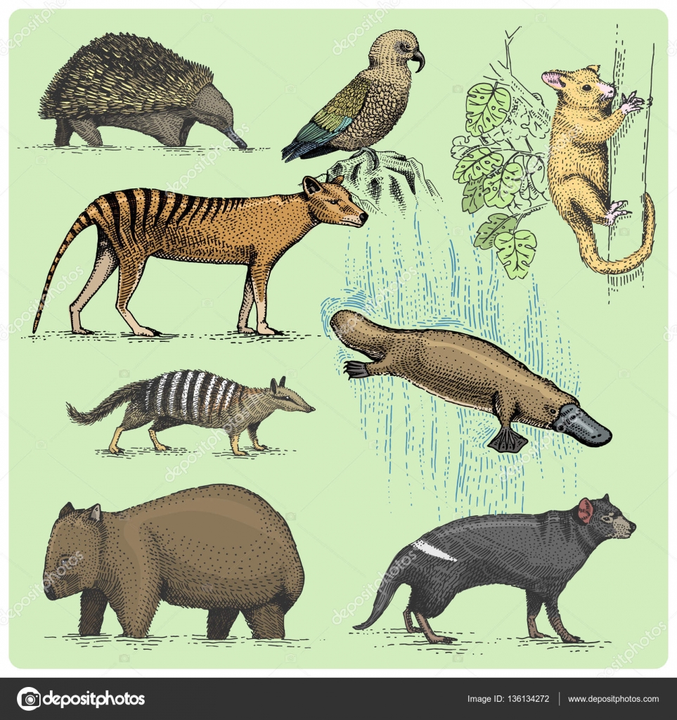 963x1024 Set Of Australian Animals Engraved, Hand Drawn Vector Illustration