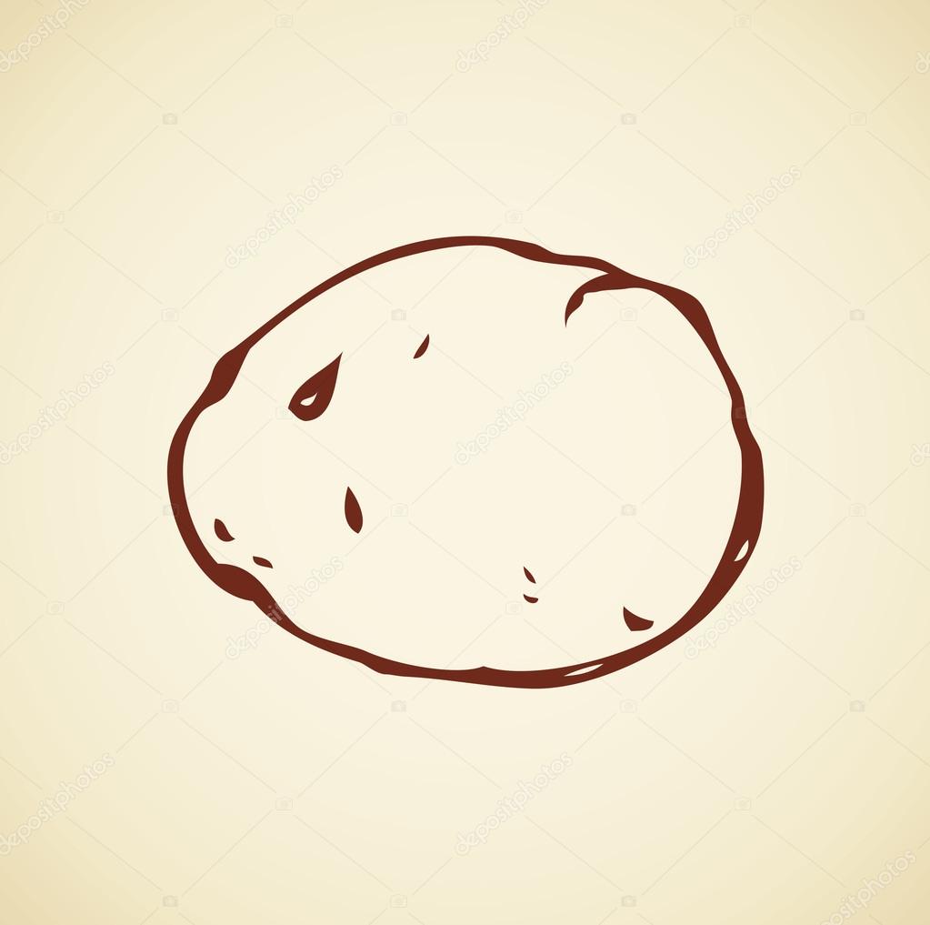 1023x1017 Potato. Vector Drawing Stock Vector Marinka