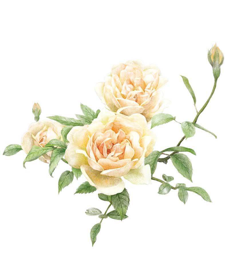 800x908 Drawing 38 Kinds Of Potted Plants, Color Pencil Drawing, Pencil