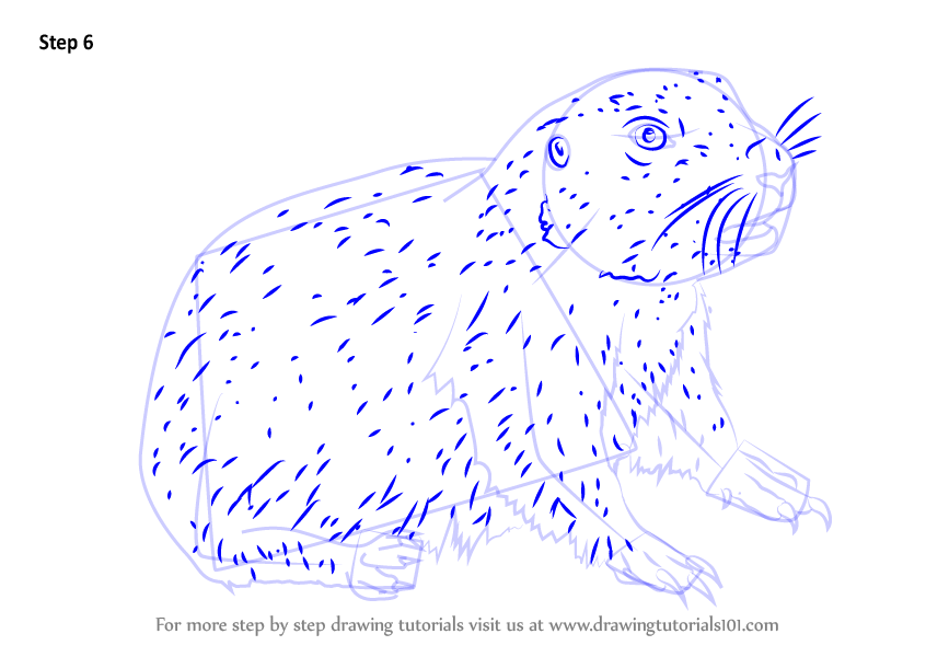 846x600 Step By Step How To Draw A Baby Prairie Dog