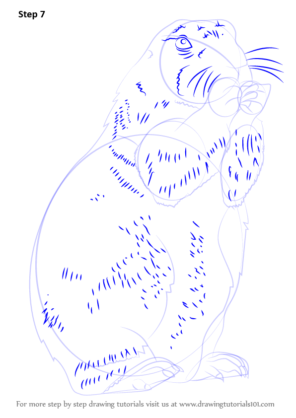 596x842 Step By Step How To Draw A Prairie Dog