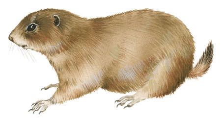 450x247 Stock Illustration