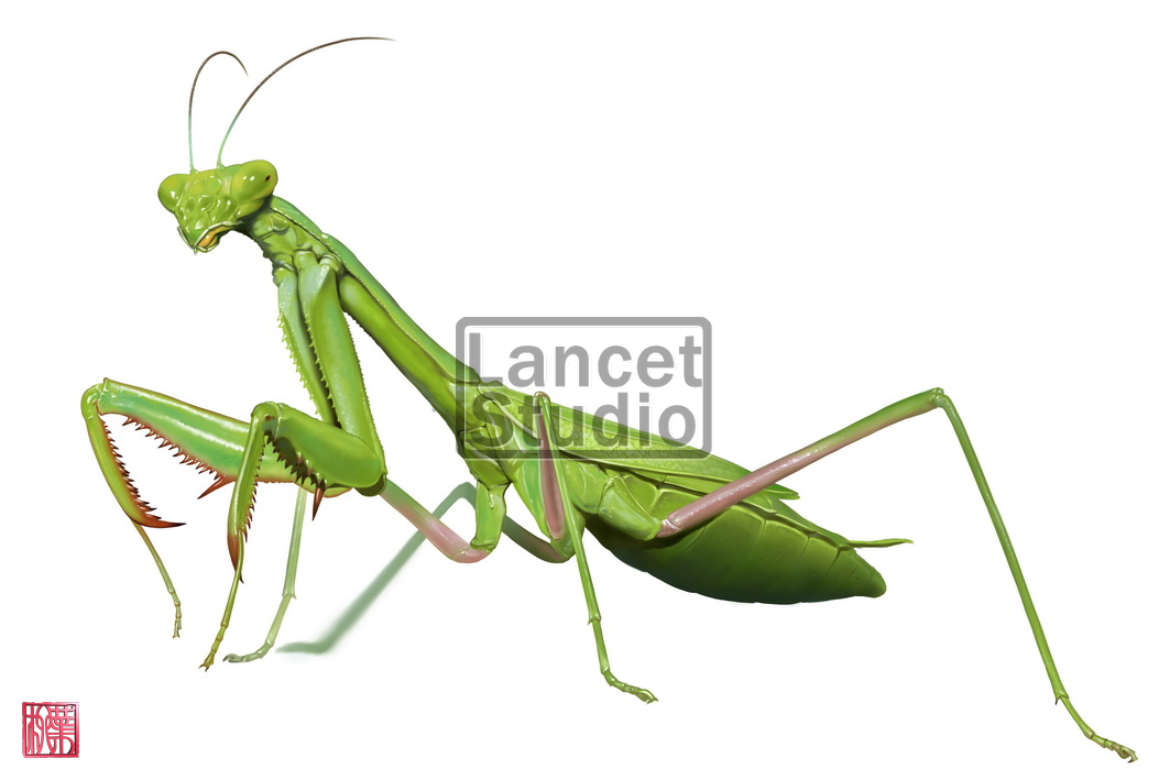 1063x709 Praying Mantis By Sakalyd