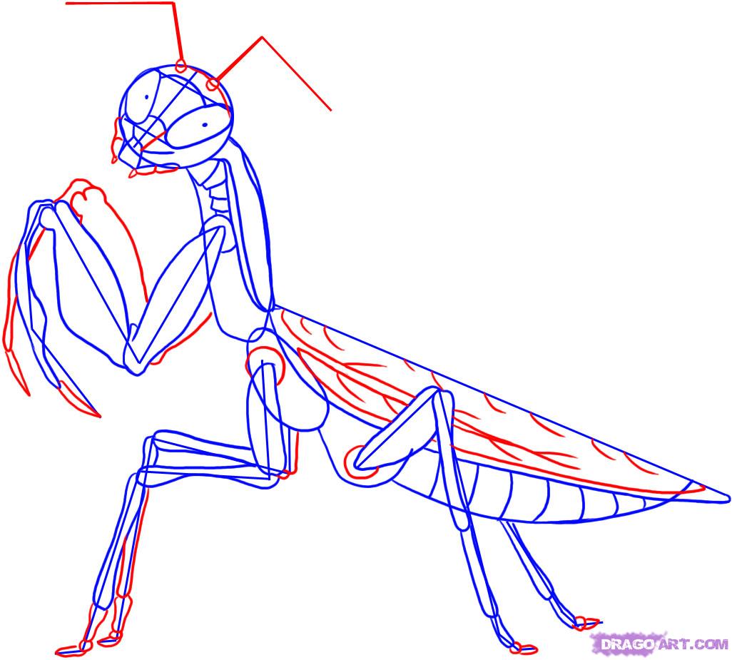 1026x925 Praying Mantis Anatomy