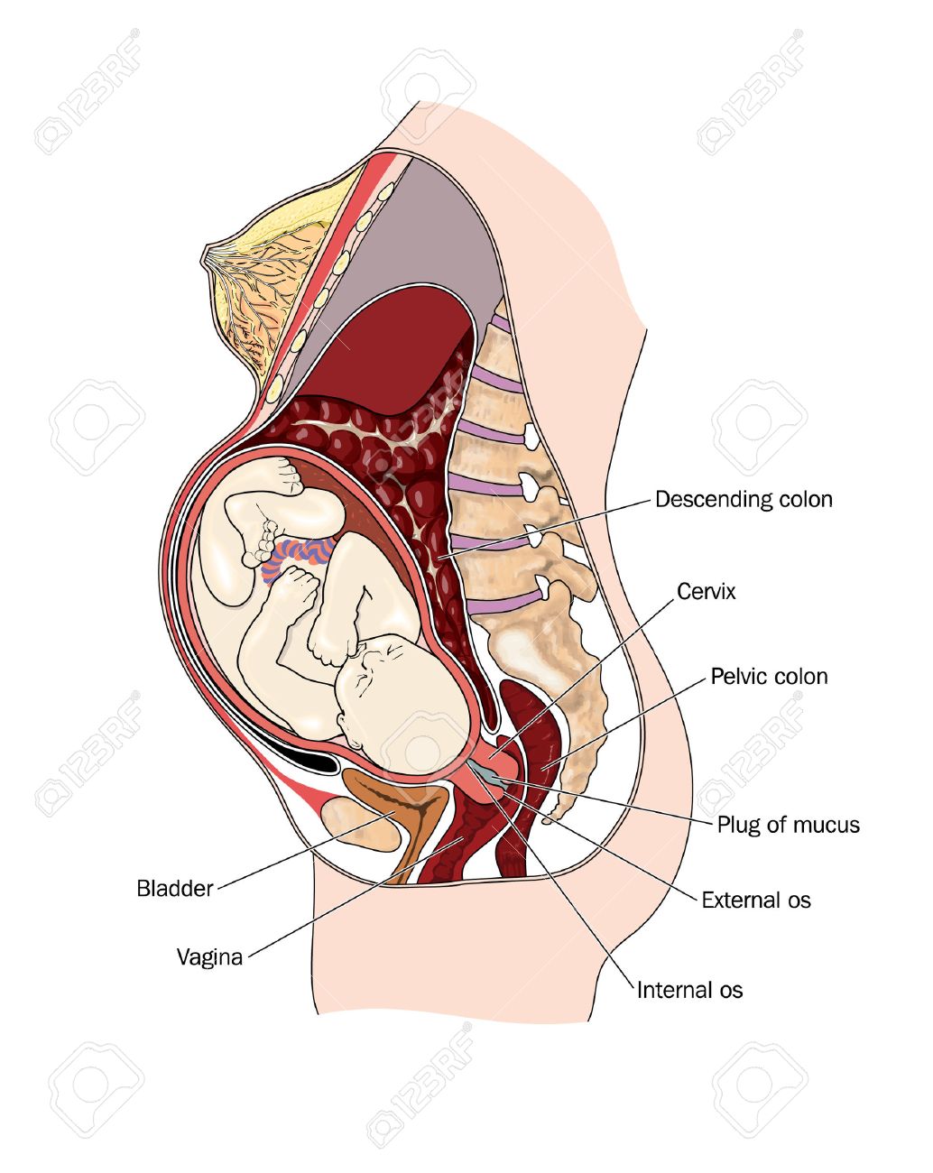 1034x1300 Drawing To Show Pregnant Woman With Cross Section Through