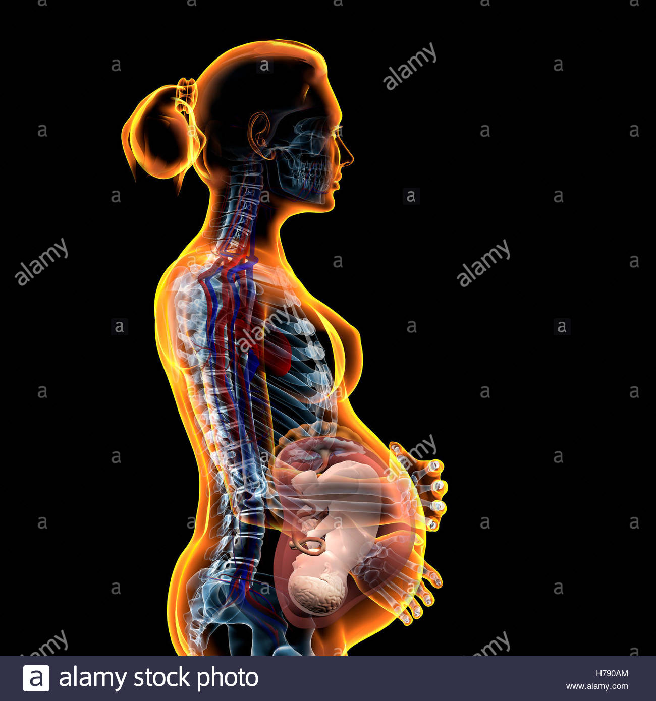 1300x1390 Pregnant Woman, Drawing Stock Photo 124973036