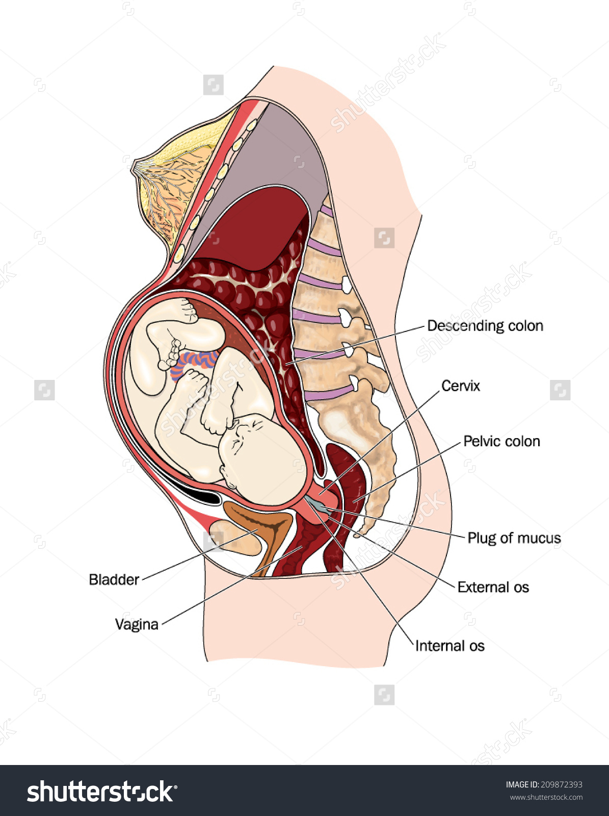 1195x1600 Internal View Of Pregnant Women