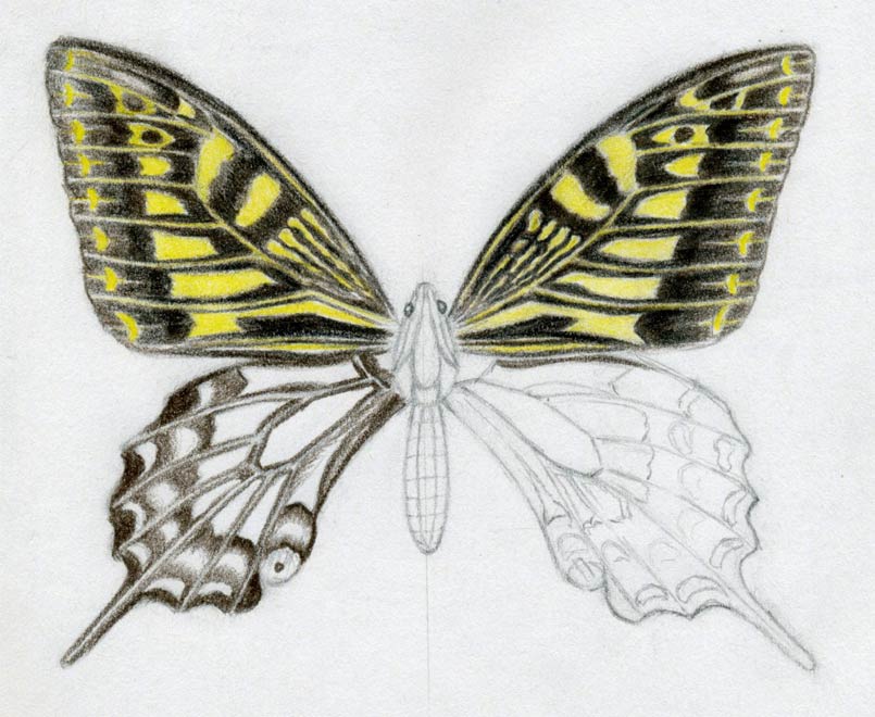 805x660 How To Draw A Butterfly Surprisingly Easy