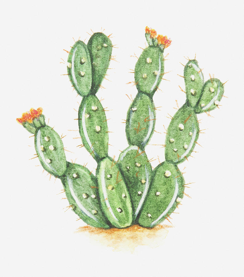 794x900 Illustration Of Opuntia Sp (Prickly Pear Cactus) In Bloom Digital